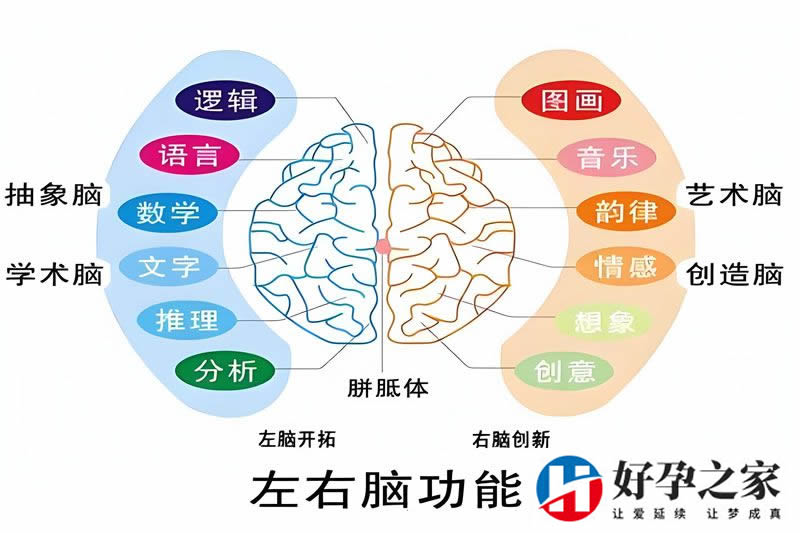 人体内非脑细胞也有学习和记忆能力