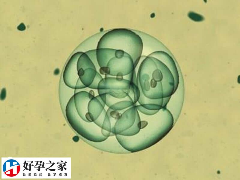 促排卵方案不适合可能会取消移植