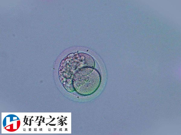 三代试管对于胚胎质量要求比较高