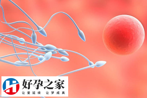 男人调理精子生男孩方式
