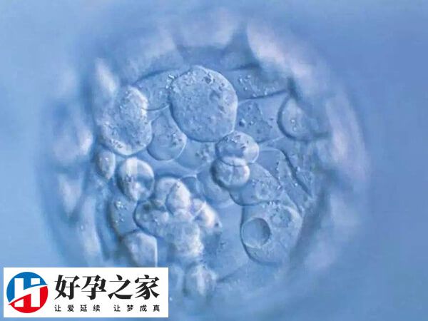 试管移植日期怎么算