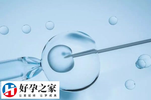 鲜胚囊胚冻胚哪个成功率高