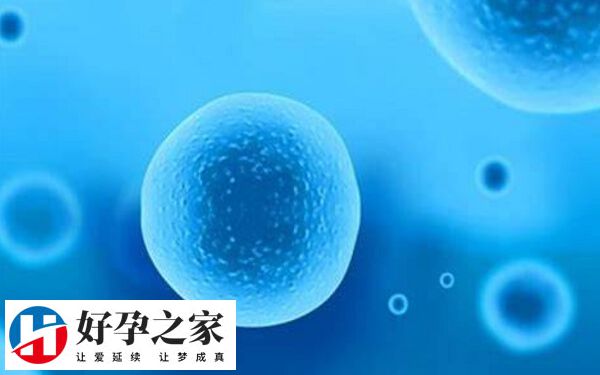 解冻囊胚收费约3000元不等