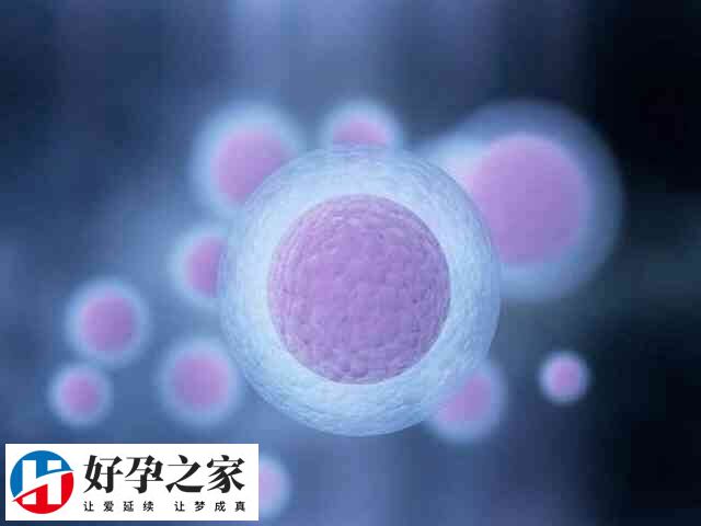 胚胎出现发育不良会引起流产