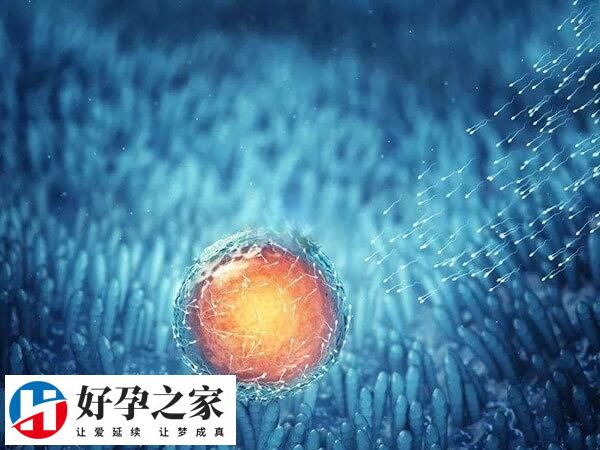 正常有排卵周期卵泡内部均呈通透的无回声