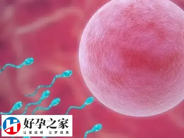 促排卵药物能提高了卵子的质量