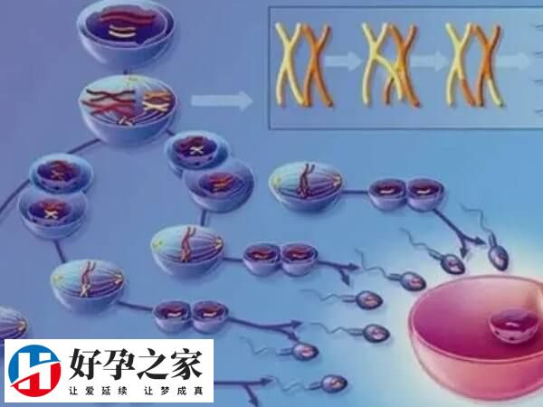 卵巢早衰影响促排卵效果