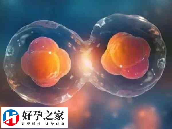 促排怀双胞胎存在很大的危险性