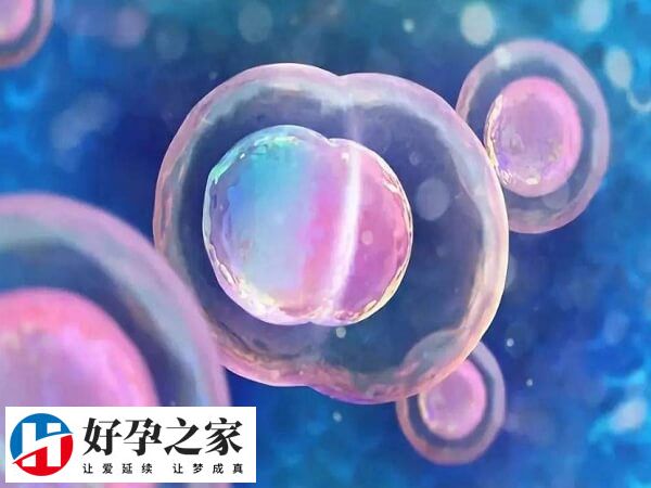 试管婴儿移植鲜胚的成功率达50%
