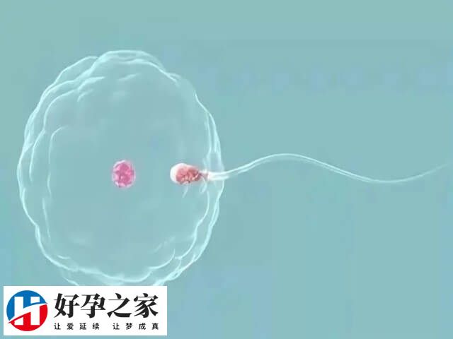 胚胎培养需要一定的时间和条件