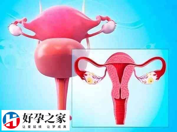 子宫内膜薄怎么调理