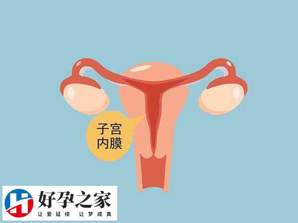 子宫内膜薄的女性患者宜清淡饮食