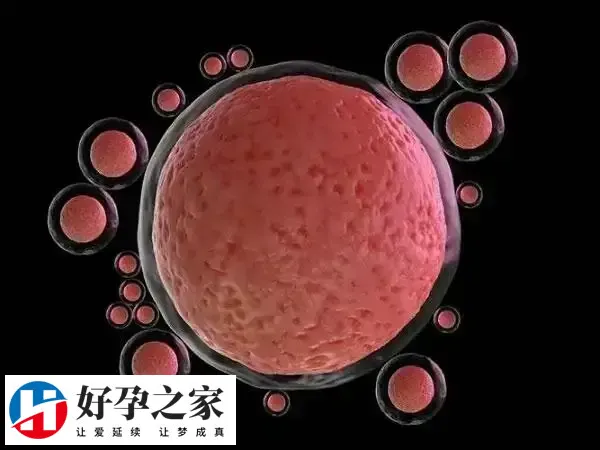 B超检查卵巢6个窦卵泡能促排几个卵子
