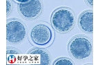 拮抗剂方案等多久移植